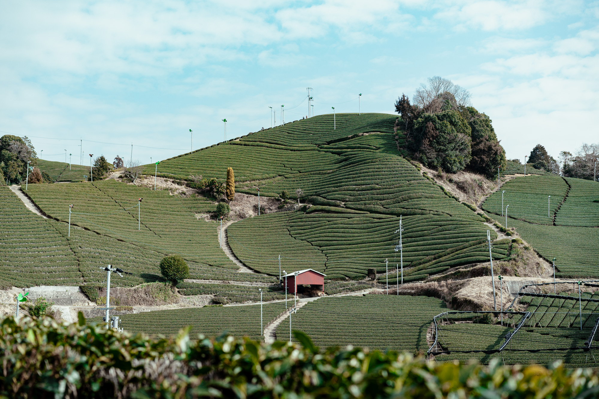 将来の日本茶産業を支える
